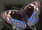 Eyed Pansy butterfly (Steve Woodhall)