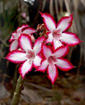 Impala Lily (Adenium multiflorum)