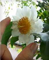 Fried Egg Flower (Oncoba spinosa)