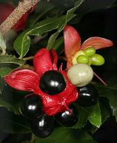 Mickey Mouse Bush (Ochna natalitia)
