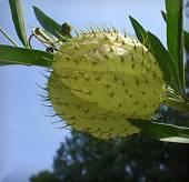 Milkweed (Asclepias physocarpa)