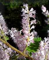 Mountain Mist I(Tetradenia riparia)