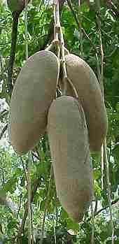 Sausage Tree (Kigilia african)