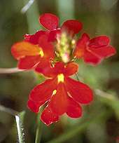 Scarlet Pimpernel (Striga elegans)