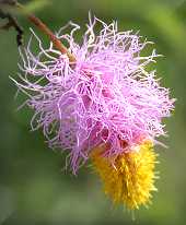 Large-leaved Sickle Bush (Dichrostachys cinerea)