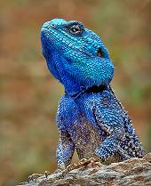 Tree Agama (Acanthocerus atricollis)